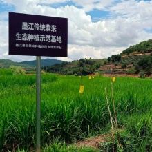 墨江生态紫米500g｜稻鸭共生的老品种紫米