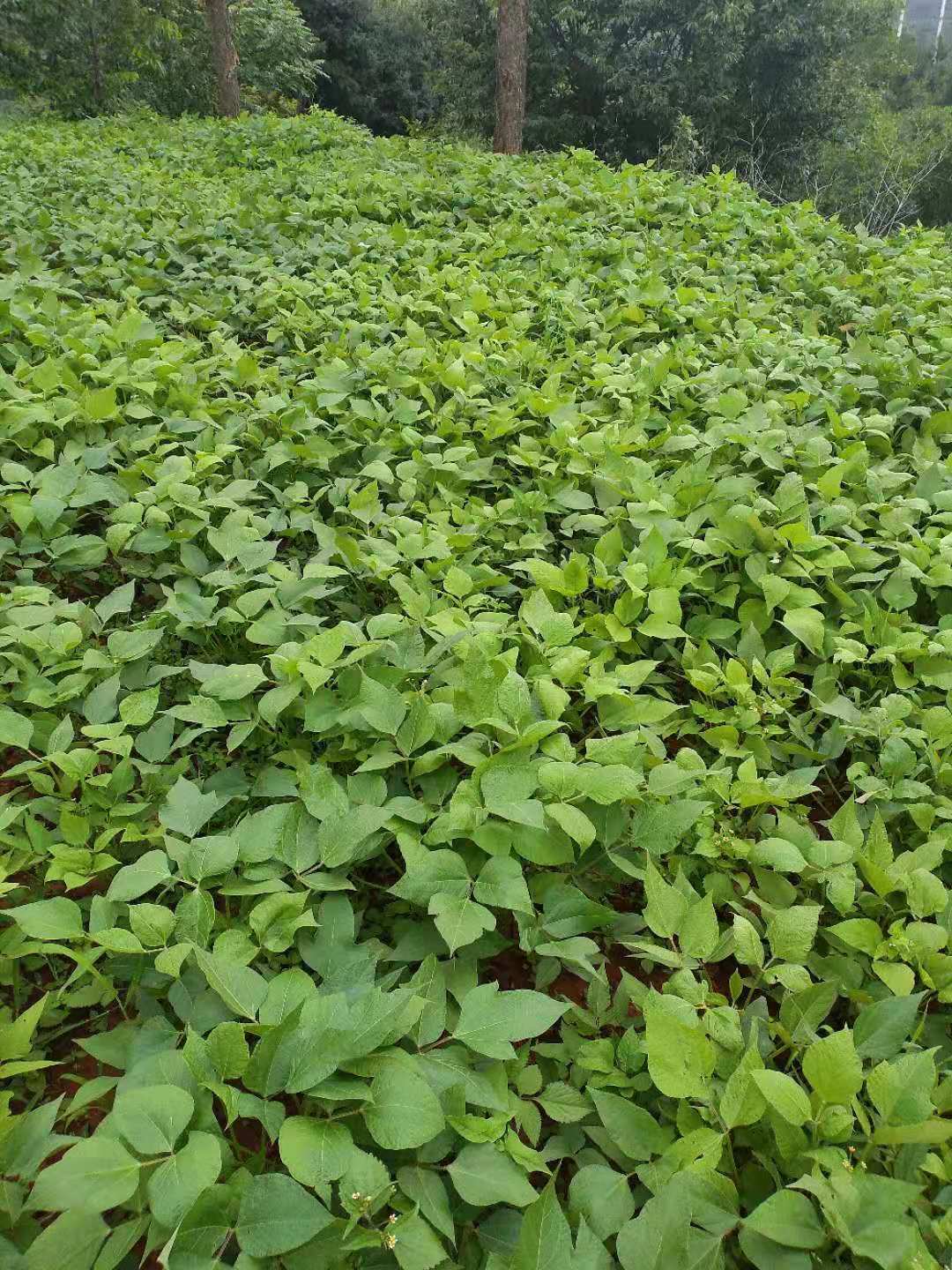 老品种赤小豆500g生态种植