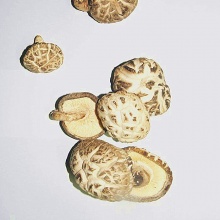 一级花菇200g 香菇神农架椴木野外种植菌