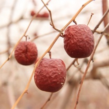 冬月吊干枣500g丨自然农法种植 皮薄肉厚纯甜 开袋即食