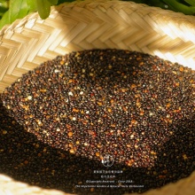 香格里拉生态藜麦｜全营养主食 适合宝宝孕产妇三高人群素食者