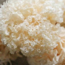 生态银耳100g｜ 椴木野外种植，小火炖锅煲4小时以上