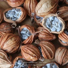 生态砂仁100g 厨房香料