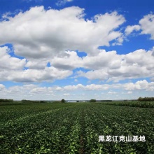 生态水南腐竹300g｜老品种黄豆无添加制作、豆香浓郁