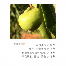 无患子洗发液312g/ 瓶｜多种植物成分、好用不贵、泡沫细腻