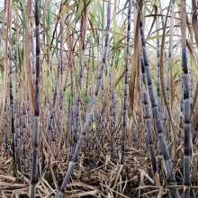 【新榨特价】云南生态红糖1kg