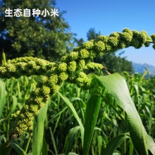 压塌楼生态小米1000g｜源自清朝的老种子种植，三层厚米油