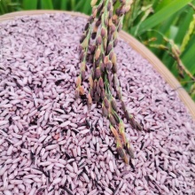 墨江生态紫米500g｜稻鸭共生的老品种紫米
