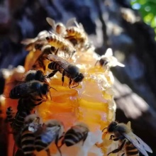 土蜂蜜（中华蜂百花蜜）500g/瓶，春蜜冷藏保存