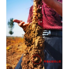 生态铁棍怀山药片500g｜遵守古法时令炮制、有药性的山药片、口感香甜易煮软糯