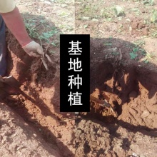 生态铁棍怀山药片500g｜遵守古法时令炮制、有药性的山药片、口感香甜易煮软糯