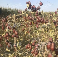 有机骏枣500g｜12年有机种植、沙漠自然吊干、药企认可的食养级红枣