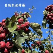 生态山楂棒100g｜鲜果打浆、配料简单好吃安心