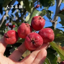 生态山楂棒100g｜鲜果打浆、配料简单好吃安心