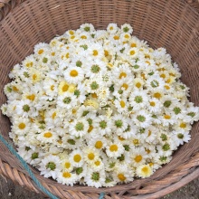 生态杭白菊茶｜有机种植 道地产区 传统工艺 清肝明目