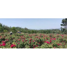 【昆明仓】买三送一2025年新纯露玫瑰纯露天竺葵纯露等舒心农场