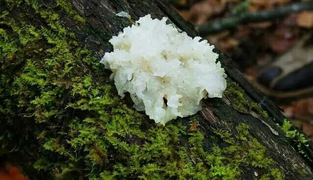 野生小银耳100g 滋阴润肺无硫天然菌